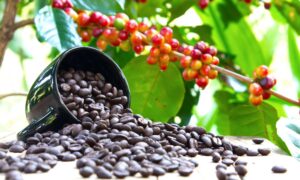 organically grown  coffees 